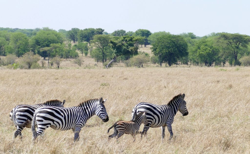 Serengeti nacionalni park, Tanzanija Ced721f095559b3d070d0455b43b37ab