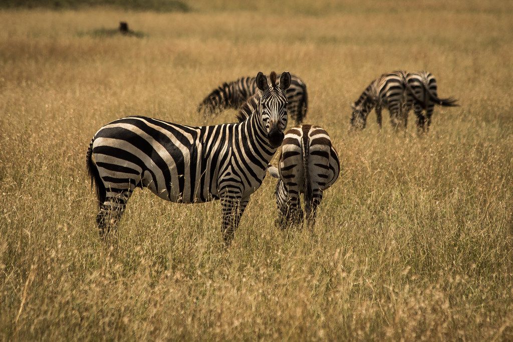 Serengeti nacionalni park, Tanzanija - Page 3 7cc612609deed7bc91bae7b500db84b8