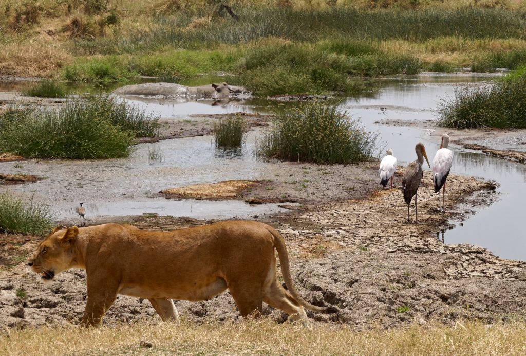 Serengeti nacionalni park, Tanzanija - Page 3 6bc252514845ebdcb5545c7d2f805cbe