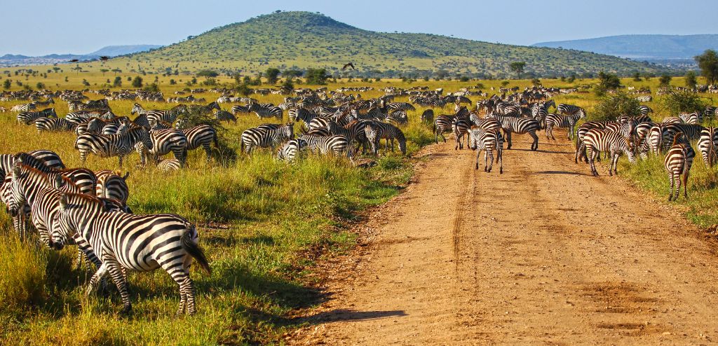 Serengeti nacionalni park, Tanzanija - Page 3 1719f68981738d8091c567ab8c32e4c9