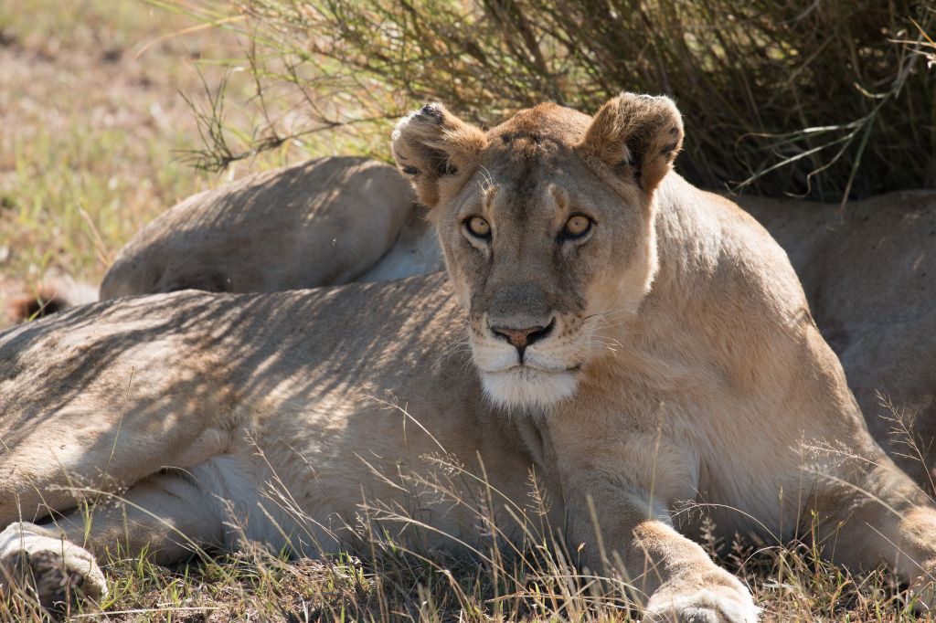 Serengeti nacionalni park, Tanzanija - Page 2 62c8486335896fd47a15bdf9b9d492dd