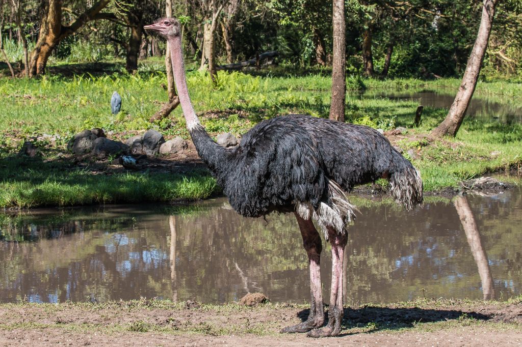 Serengeti nacionalni park, Tanzanija C0afe3993c9f28980ceecc3bab4e8fde