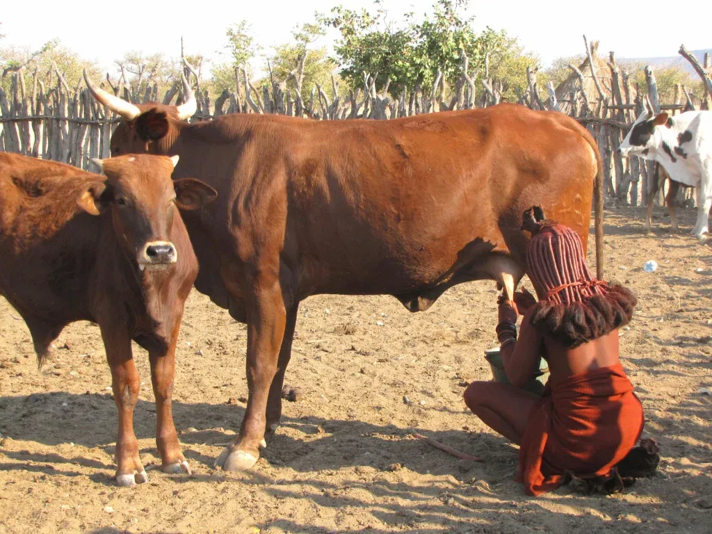 Afričko pleme Himba - Page 3 20c43b82476df838ea14ba9e982287e0