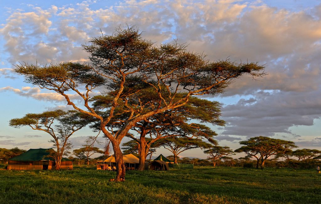 Serengeti nacionalni park, Tanzanija - Page 3 02df6f7edf3090abdec6c45314fce0e5