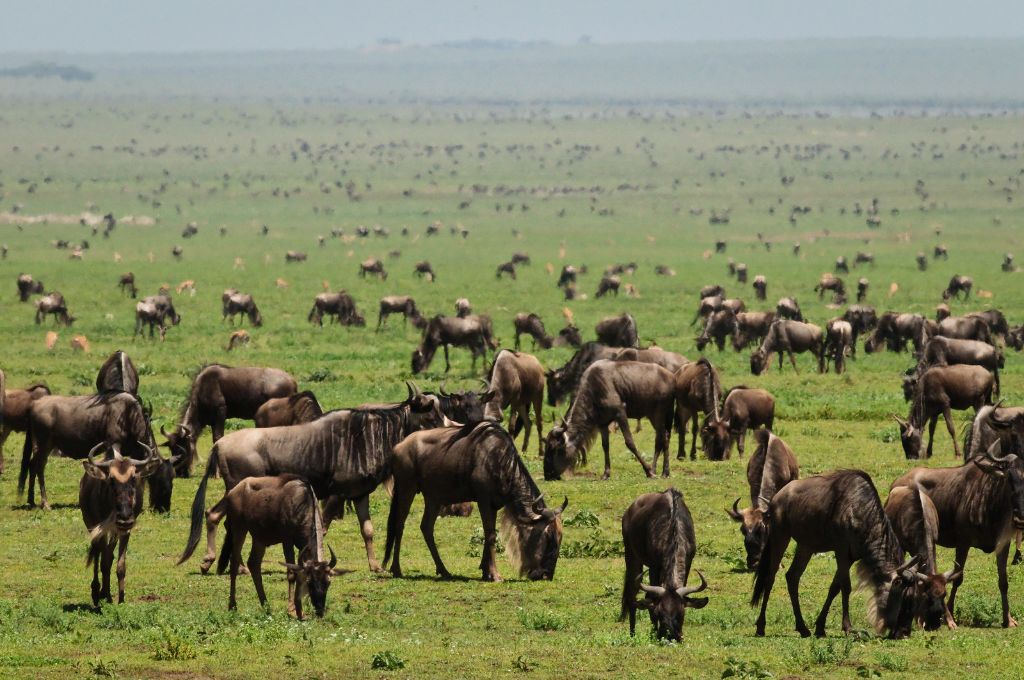 Serengeti nacionalni park, Tanzanija - Page 3 153291f85360a3525b246237cf6fcae7