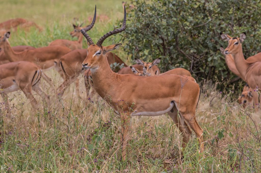 Serengeti nacionalni park, Tanzanija D8c5f30a44263303f8cd77d2f43397e8