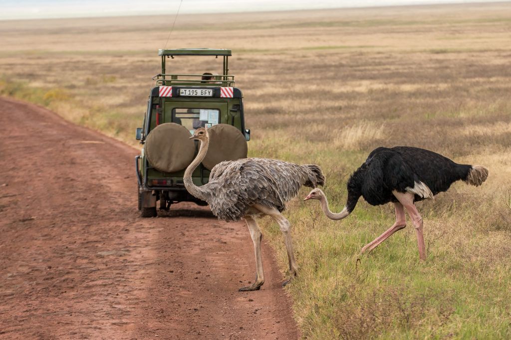 Serengeti nacionalni park, Tanzanija - Page 2 E1b7a05d547892b8b2cf380587d69ced