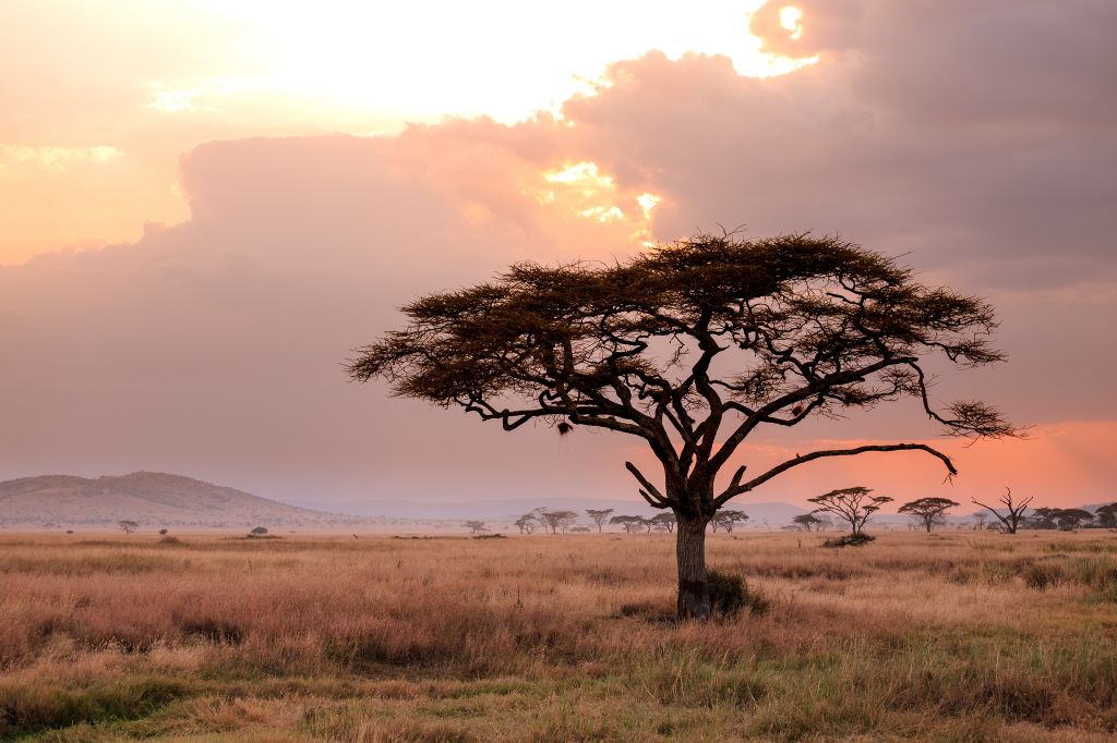 Serengeti nacionalni park, Tanzanija - Page 3 06262ed73a6aec2258223339e572bdfb