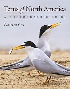 Terns of North America A Photographic Guide