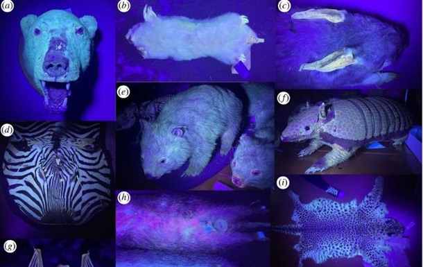 Выявлено 125 видов млекопитающих, светящихся под ультрафиолетом