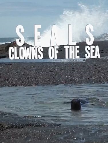 Тюлени - морские акробаты / Seals - Clowns of the Sea (2021) HDTVRip 720p | P1