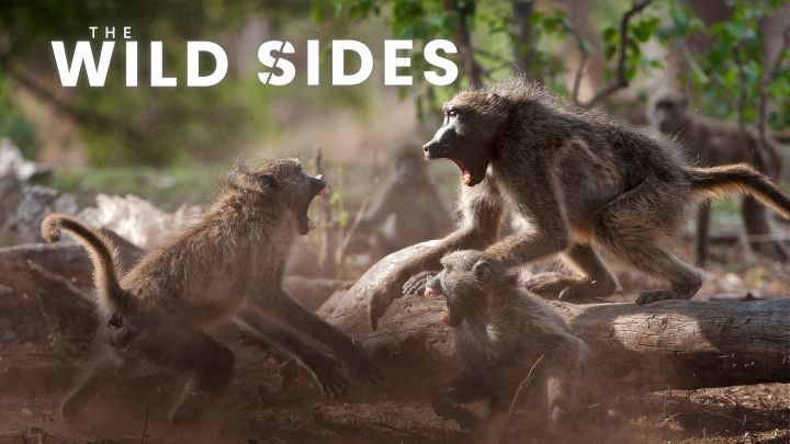 Kraina dzikich zwierząt / The Wild Sides (2023) [SEZON 1] PL.1080i.HDTV.H264-B89 | POLSKI LEKTOR