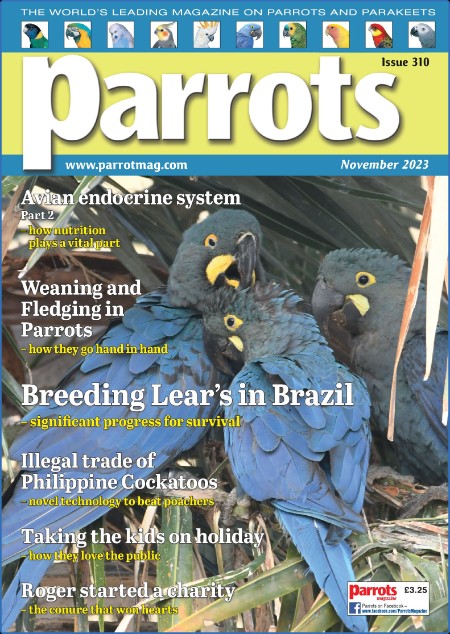 Parrots - November 2023