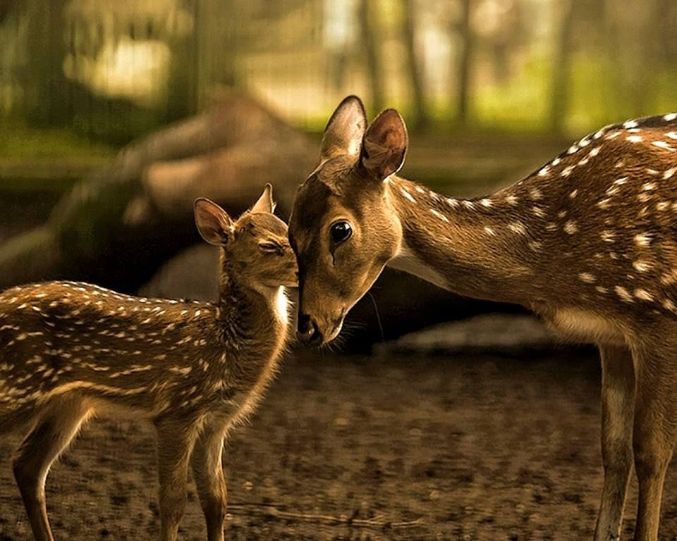 Zoo potomstvo i roditeljstvo - Page 13 8326228019c721c00e6896997585eec9