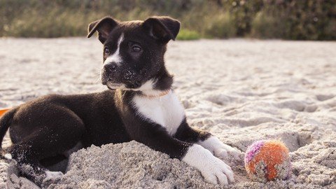 Puppy Power – Puppy Training Course