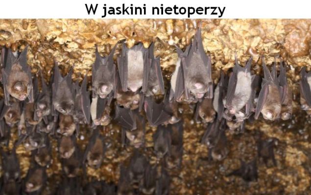 W jaskini nietoperzy / Inside the Bat Cave (2021)  PL.1080i.HDTV.H264-B89 / Lektor PL