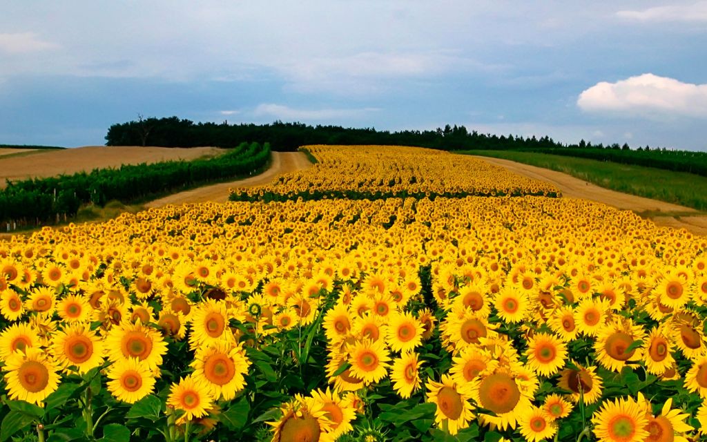 Suncokreti-sunflowers - Page 21 8825693b322d5e7ccbae3bb41d7f5c55