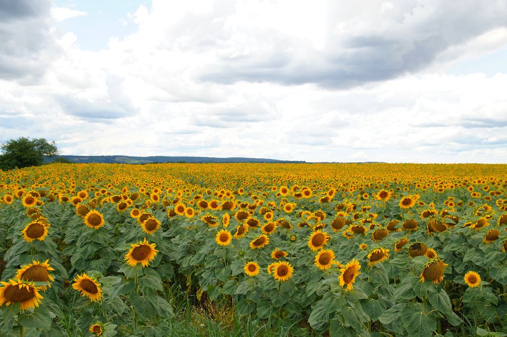 Suncokreti-sunflowers - Page 21 1fcfb339d10f4c38cf86e54f0cab9c73