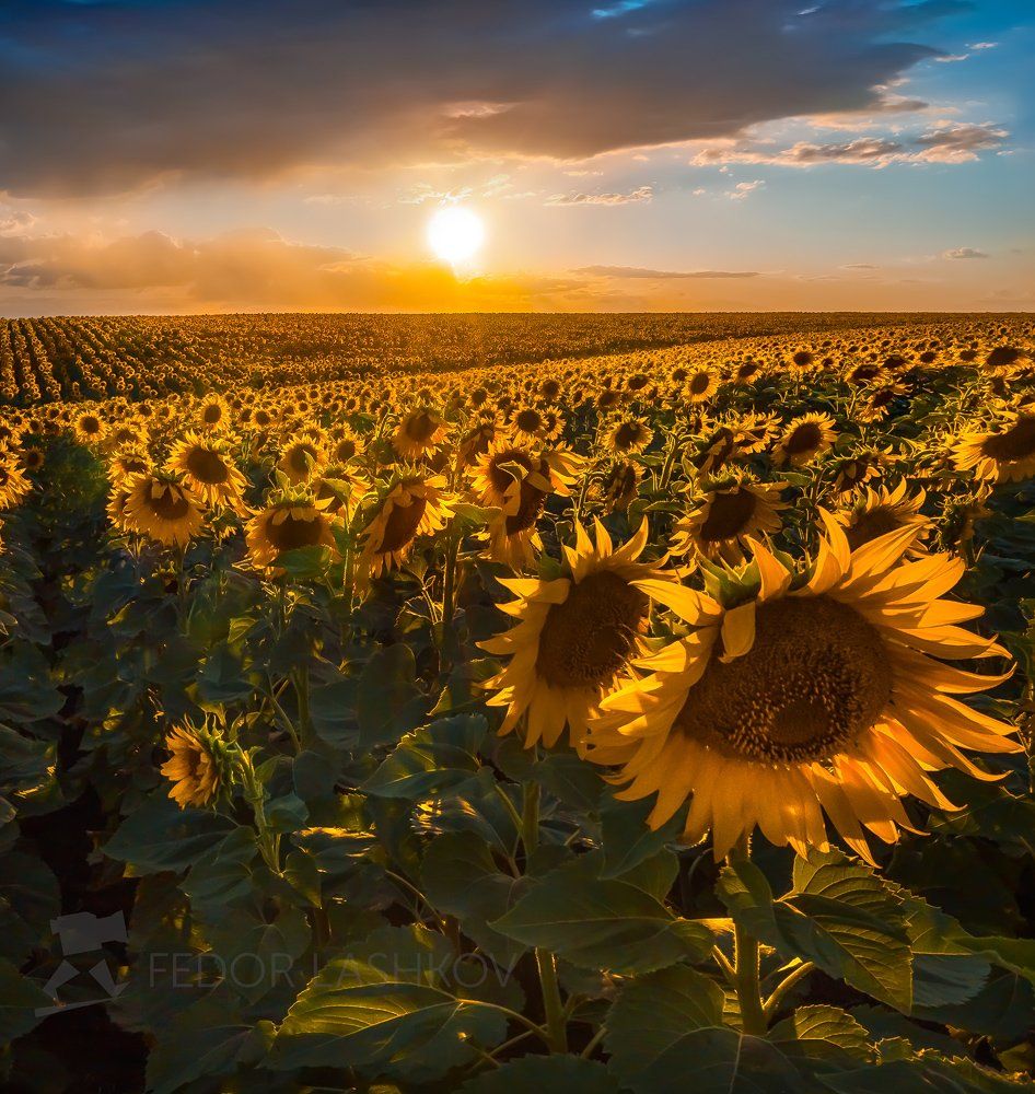 Suncokreti-sunflowers - Page 23 E11aca333684599116f3a723270bde8e