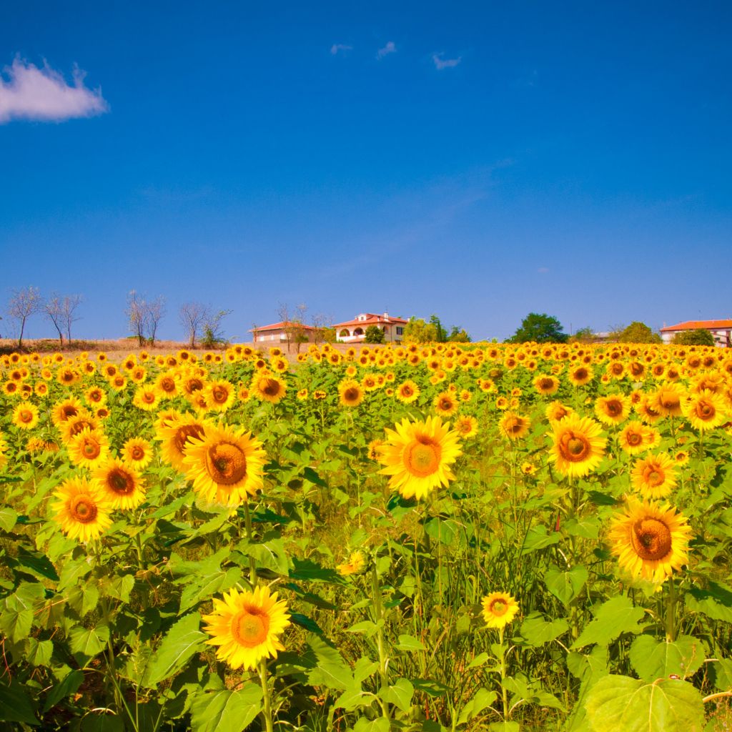 Suncokreti-sunflowers - Page 24 2c93011e8a0b1f7276bceeee90c7a1eb