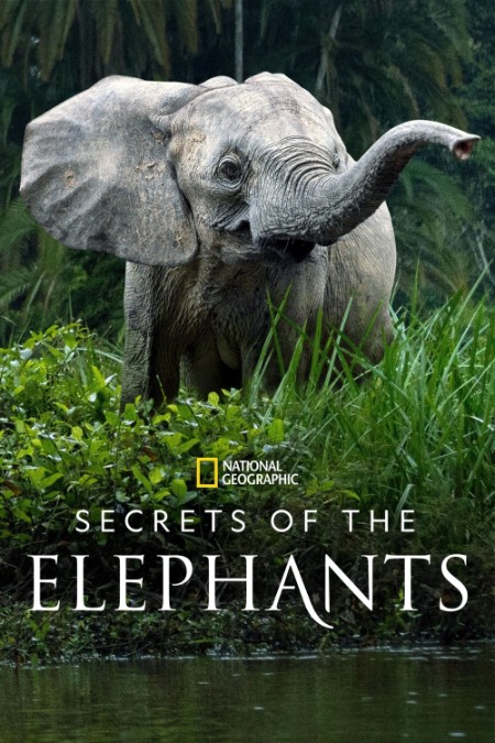 Secrets of The Elephants S01E02 HDR 2160p WEB h265-EDITH