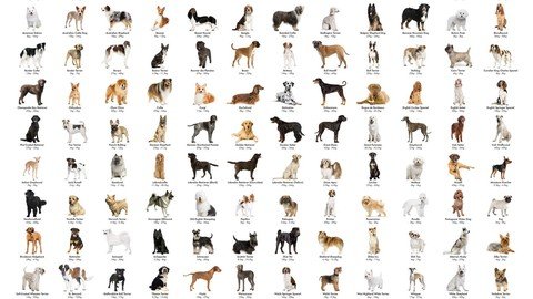 Unleashing Diversity – A Comprehensive Guide To Dog Breeds