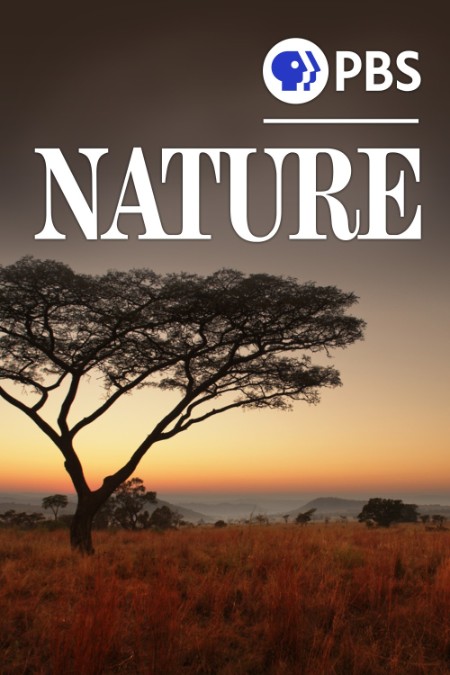 Nature S42E05 Spy in The Ocean Deep Trouble 1080p AMZN WEB-DL DDP5 1 H 264-NTb Nature S42E05 Spy in The Ocean Deep Trouble 1080p AMZN WEB-DL DDP5 1 H 264-NTb