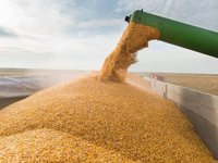 Верховна аудиторська палата Польщі звинуватила польський уряд у "зерновій кризі" сквозь експорт українського зерна