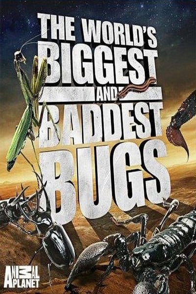 Worlds Biggest and Baddest Bugs 2009 1080p BluRay x265 955e6f8e8a823cd832391d9c8790d088