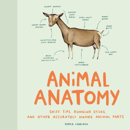 Animal Anatomy by Sophie Corrigan 2a4abf81243f87468e1daa8cca53dbcf