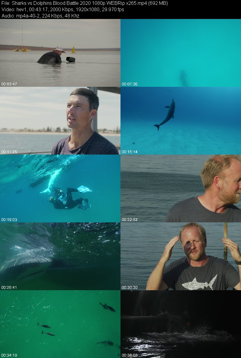 Sharks vs Dolphins Blood Battle 2020 1080p WEBRip x265 925541165c48f986057567ee2b9c25dc