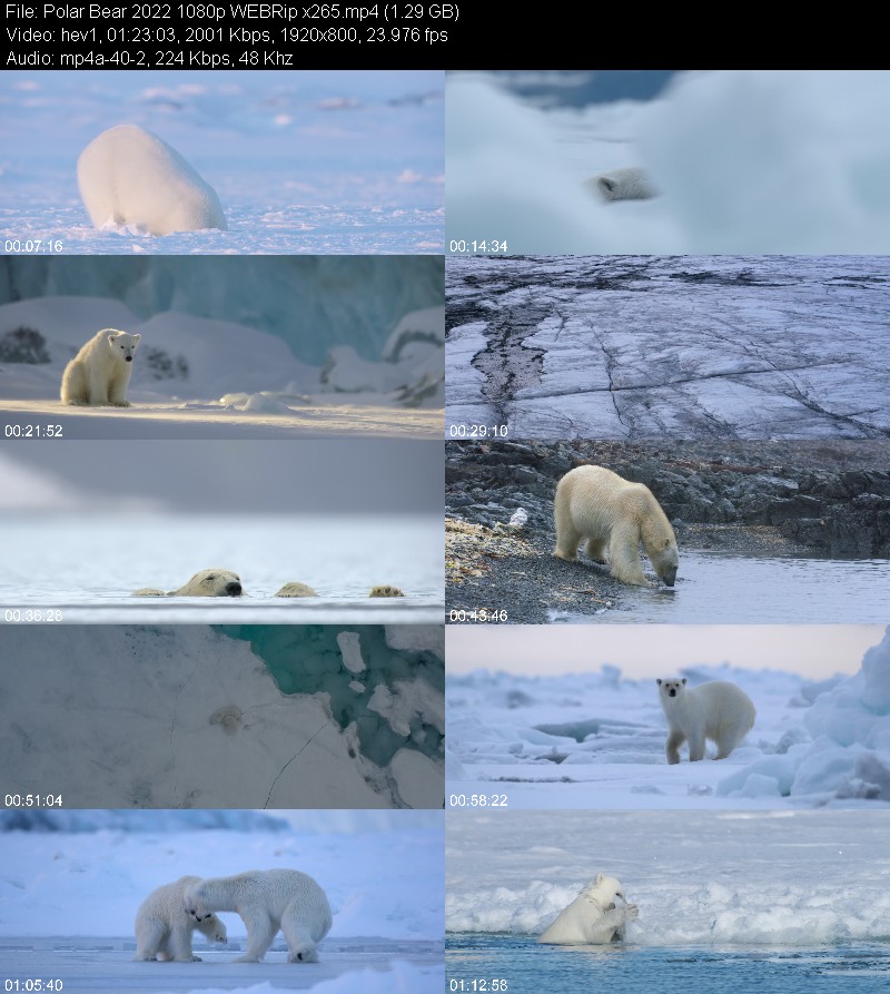 Polar Bear 2022 1080p WEBRip x265 0ac0d81d5857f53e90bbb043f57887fa