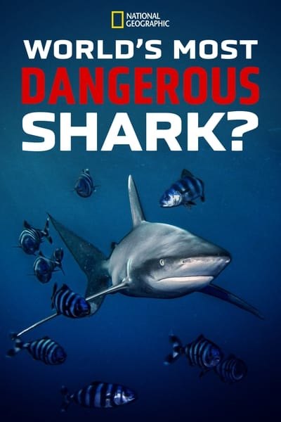 Worlds Most Dangerous Shark 2021 1080p WEBRip x265 3e474a29b4f729b67147de33be149288