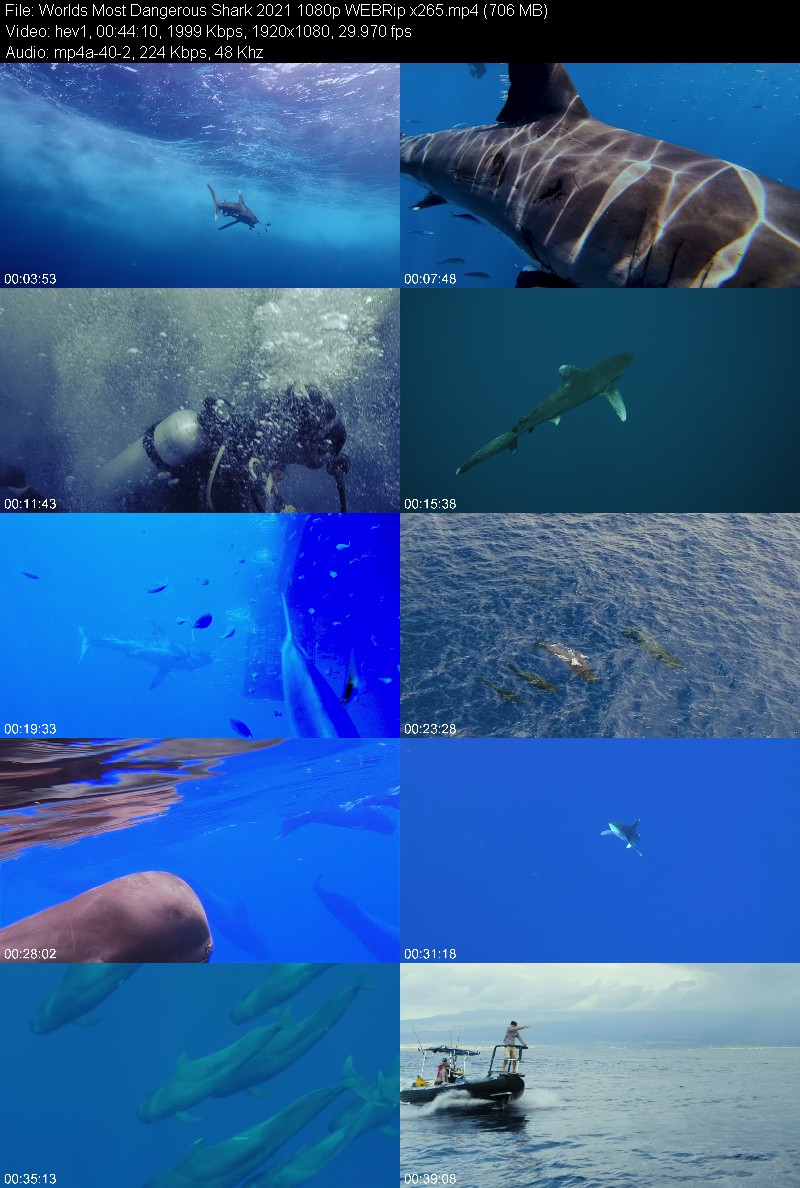 Worlds Most Dangerous Shark 2021 1080p WEBRip x265 09e12a2d5de46d080e78c035d69727e9