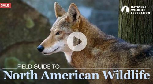 TTC – Field Guide to North American Wildlife