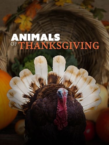 Пир на день Благодарения / Animals of Thanksgiving (2021) HDTVRip 720p | P1