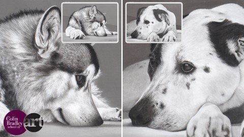 How To Draw Dogs – Monochrome Effect – Just 4 Pastel Pencils