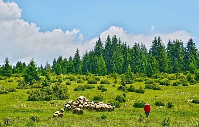 Zlatibor - Page 2 D88af9e717d7132e6692d3ec1b2239e0