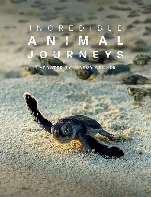 Невероятные путешествия животных | Incredible Animal Journeys (1 сезон/2023/WEB-DL/1080p)