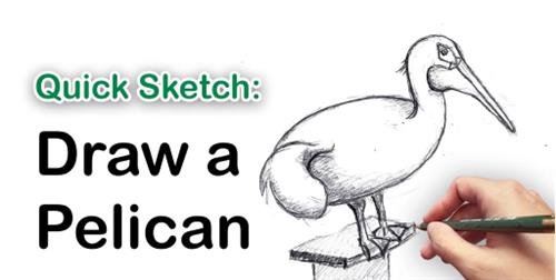 Quick Sketching Class Learn to Draw a Pelican – Drawing for Beginners