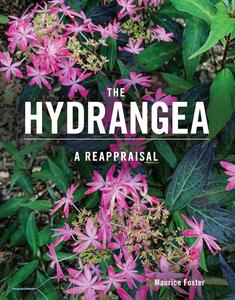 The Hydrangea A Reappraisal