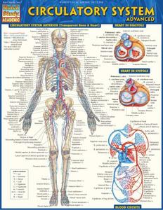 Circulatory System Advanced (Quick Study Academic)