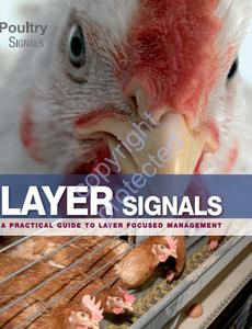 Layer Signals A Practical Guide for Layer Focused Management