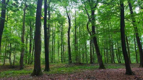 How To Bring And Practice Forest Bathing At Home