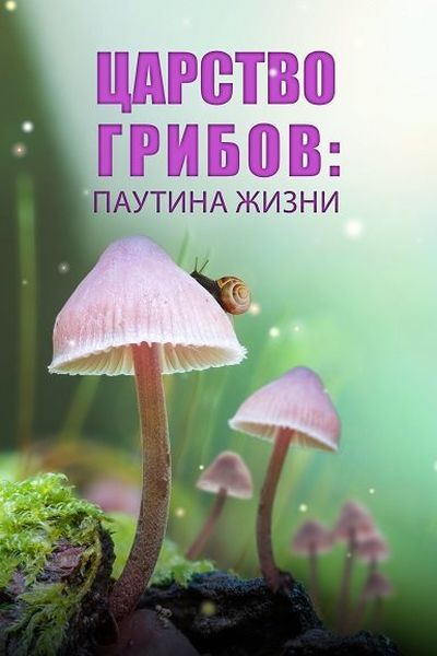 Царство грибов: паутина жизни / Fungi: The Web of Life (2023) WEBRip 2160p