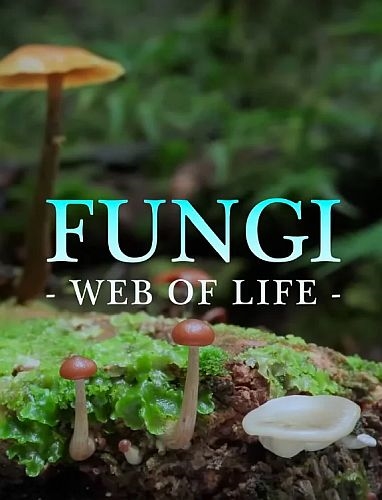 Царство грибов: паутина жизни / Fungi: The Web of Life (2023) WEB-DLRip 1080p | P