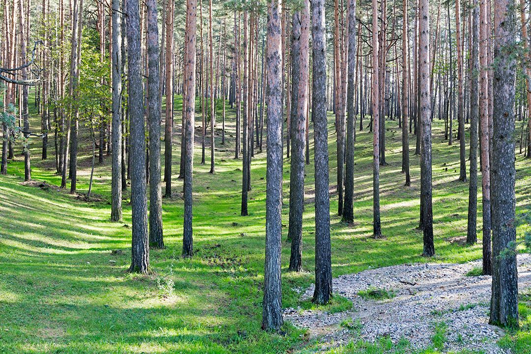 Zlatibor - Page 3 1254af2facf62d6d3b6308a1b4dc49b6