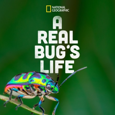 A Real Bugs Life S01E03 1080p WEB h264-EDITH