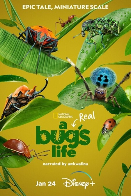 A Real Bugs Life S01E03 2160p DSNP WEB-DL DDP5 1 HDR HEVC-NTb