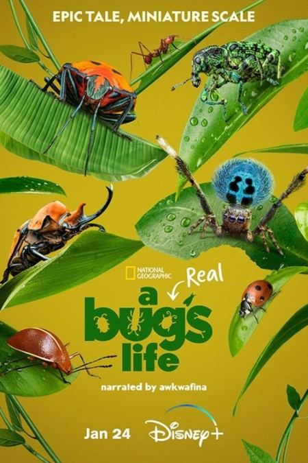 A Real Bugs Life S01E04 1080p DSNP WEB-DL DDP5 1 H 264-NTb